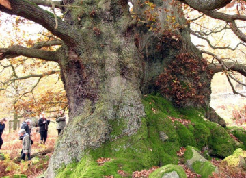 Chatsworth veteran tree.jpg